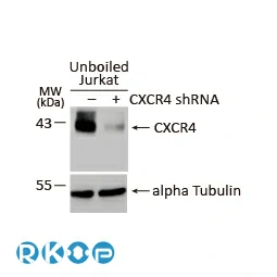 CXCR1 antibody [HL2674]